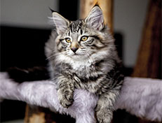 Wildfee's Norwegische Waldkatzen Wildfee's Zessin - 12 Wochen alt