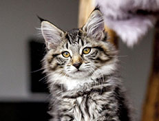 Wildfee's Norwegische Waldkatzen Wildfee's Zessin - 12 Wochen alt