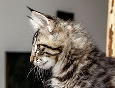 Wildfee's Norwegische Waldkatzen Wildfee's Zizou - 12 Wochen alt