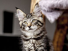 Wildfee's Norwegische Waldkatzen Wildfee's Zizou - 12 Wochen alt