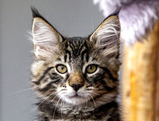 Wildfee's Norwegische Waldkatzen Wildfee's Zodor - 12 Wochen alt