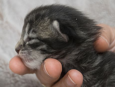 Wildfee's Norwegische Waldkatzen Wildfee's Zessin - 9 Tage alt