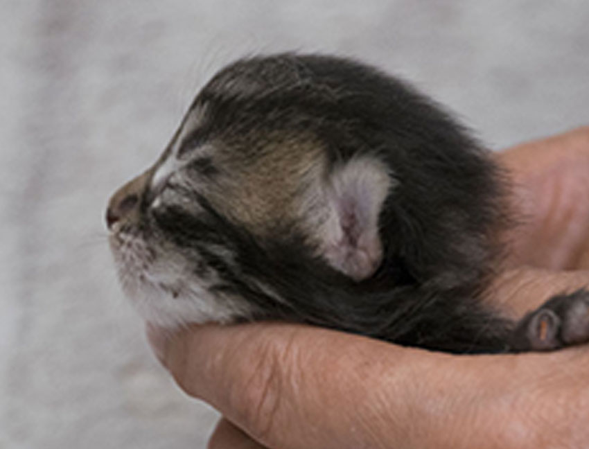 Wildfee's Norwegische Waldkatzen Wildfee's Zodor - 9 Tage alt