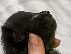 Wildfee's Norwegische Waldkatzen Wildfee's Zarah - 2 Wochen alt