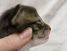 Wildfee's Norwegische Waldkatzen Wildfee's Zazazu - 2 Wochen alt