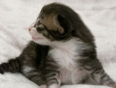 Wildfee's Norwegische Waldkatzen Wildfee's Zazazu - 2 Wochen alt