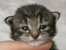 Wildfee's Norwegische Waldkatzen Wildfee's Zessin - 2 Wochen alt