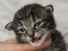 Wildfee's Norwegische Waldkatzen Wildfee's Zessin - 2 Wochen alt