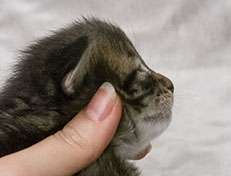 Wildfee's Norwegische Waldkatzen Wildfee's Zodor - 2 Wochen alt