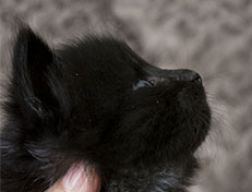 Wildfee's Norwegische Waldkatzen Wildfee's Zarah - 3 Wochen alt