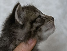 Wildfee's Norwegische Waldkatzen Wildfee's Zessin - 3 Wochen alt