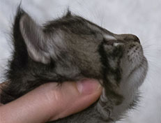 Wildfee's Norwegische Waldkatzen Wildfee's Zizou - 3 Wochen alt