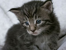 Wildfee's Norwegische Waldkatzen Wildfee's Zizou - 3 Wochen alt