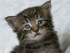 Wildfee's Norwegische Waldkatzen Wildfee's Zodor - 3 Wochen alt