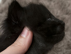 Wildfee's Norwegische Waldkatzen Wildfee's Zoe - 3 Wochen alt