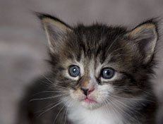 Wildfee's Norwegische Waldkatzen Wildfee's Zazazu - 4 Wochen alt