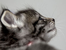 Wildfee's Norwegische Waldkatzen Wildfee's Zessin - 4 Wochen alt