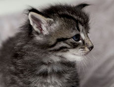 Wildfee's Norwegische Waldkatzen Wildfee's Zessin - 4 Wochen alt