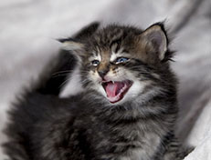 Wildfee's Norwegische Waldkatzen Wildfee's Zodor - 4 Wochen alt