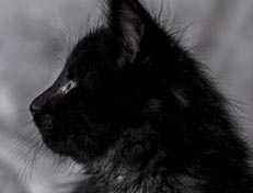 Wildfee's Norwegische Waldkatzen Wildfee's Zarah - 6 Wochen alt