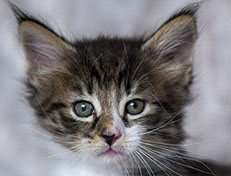 Wildfee's Norwegische Waldkatzen Wildfee's Zazazu - 6 Wochen alt
