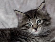 Wildfee's Norwegische Waldkatzen Wildfee's Zessin - 6 Wochen alt