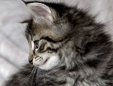 Wildfee's Norwegische Waldkatzen Wildfee's Zessin - 6 Wochen alt