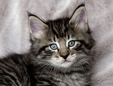 Wildfee's Norwegische Waldkatzen Wildfee's Zizou - 6 Wochen alt