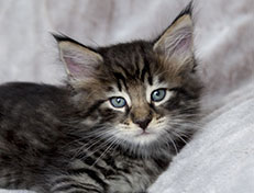 Wildfee's Norwegische Waldkatzen Wildfee's Zodor - 6 Wochen alt