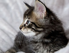 Wildfee's Norwegische Waldkatzen Wildfee's Zodor - 6 Wochen alt
