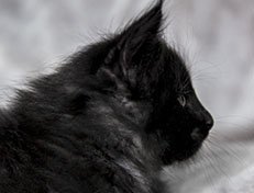 Wildfee's Norwegische Waldkatzen Wildfee's Zoe - 6 Wochen alt