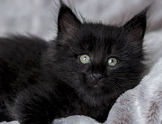 Wildfee's Norwegische Waldkatzen Wildfee's Zoe - 6 Wochen alt