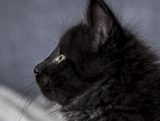 Wildfee's Norwegische Waldkatzen Wildfee's Zarah - 7 Wochen alt