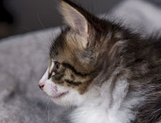 Wildfee's Norwegische Waldkatzen Wildfee's Zazazu - 7 Wochen alt