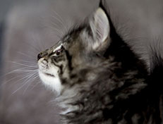Wildfee's Norwegische Waldkatzen Wildfee's Zessin - 7 Wochen alt