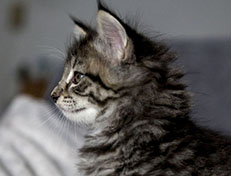 Wildfee's Norwegische Waldkatzen Wildfee's Zessin - 7 Wochen alt