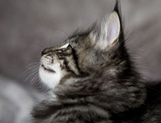 Wildfee's Norwegische Waldkatzen Wildfee's Zizou - 7 Wochen alt