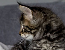Wildfee's Norwegische Waldkatzen Wildfee's Zodor - 7 Wochen alt