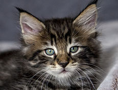 Wildfee's Norwegische Waldkatzen Wildfee's Zodor - 7 Wochen alt