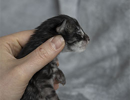 Wildfee's Norwegische Waldkatzen Wildfee's Zallon - 3 Tage alt