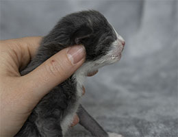 Wildfee's Norwegische Waldkatzen Wildfee's Zesar - 3 Tage alt