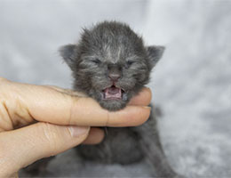 Wildfee's Norwegische Waldkatzen Wildfee's Zorros - 3 Tage alt